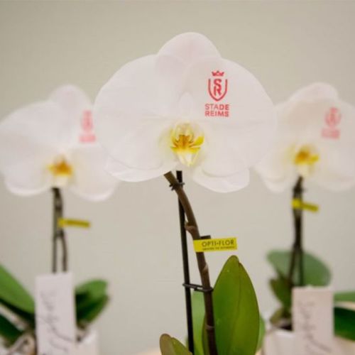Orchidée Singolo - image 5